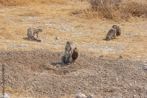 Quadro em tela African Cape ground squirrel, Xerus inauris, in Etosha National Park, Namibia, A