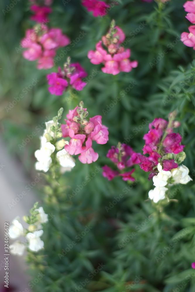 White and pink snapdragon flowers grow in the garden. White and pink snapdragon flowers grow in the garden.