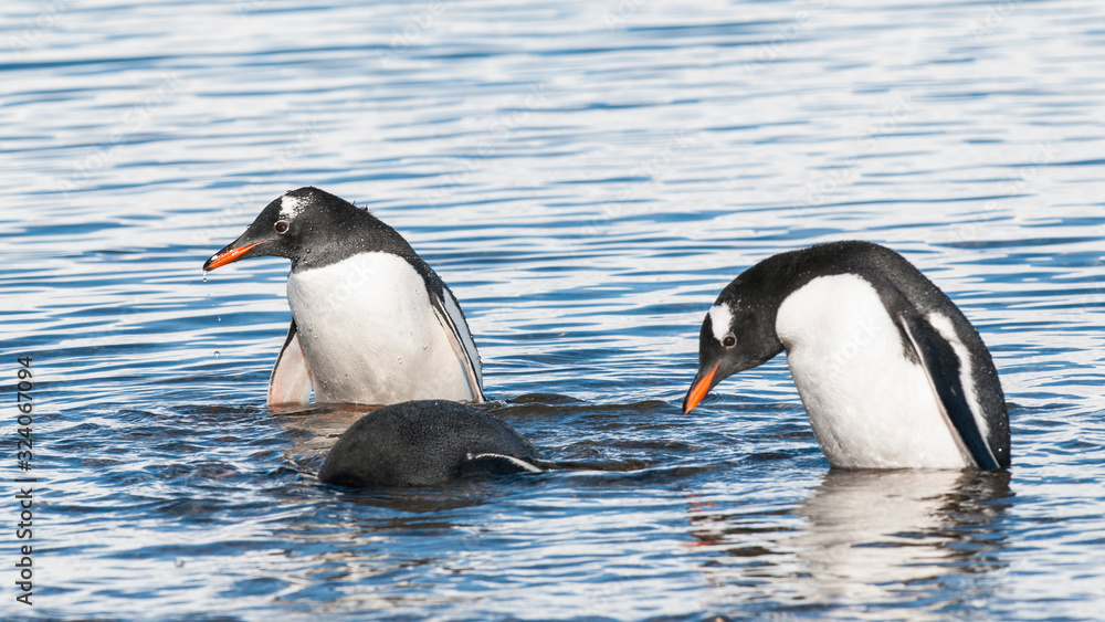 Naklejka premium Gentoo Penguin, Neko harbour,Antartica