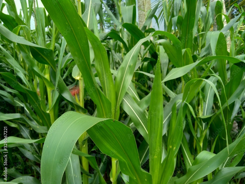Corn field (Maize, Zea mays ssp. mays) in garden Corn field (Maize, Zea mays ssp. mays) in garden