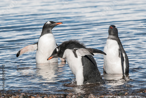  Gentoo Penguin  Neko harbour Antartica