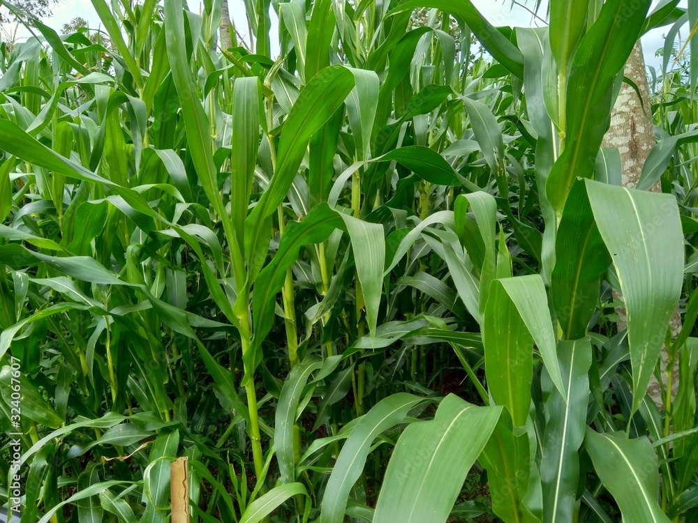 Corn field (Maize, Zea mays ssp. mays) in garden Corn field (Maize, Zea mays ssp. mays) in garden