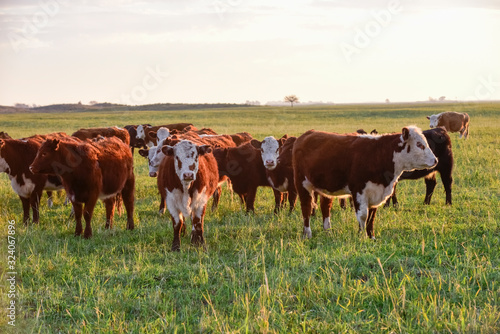 Cattle looking to the camera, Patagonia, Argentina