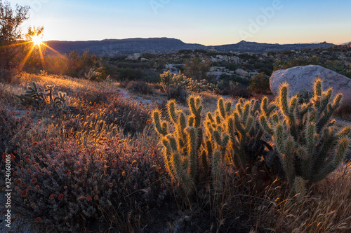 Desert Cactus Sunset
