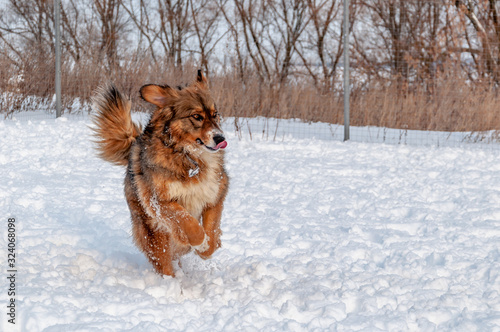 Beautiful red-haired big dog runs through the snow while walking on a winter day