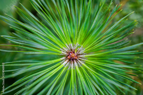 Pine branch with young green needles closeup.