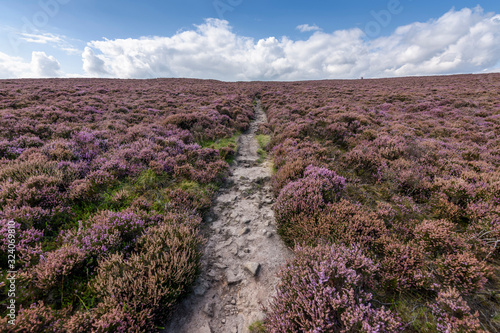 A footpath across the high moors of the Peak District National Park. Purple flowering heather. ,Peak District National Park