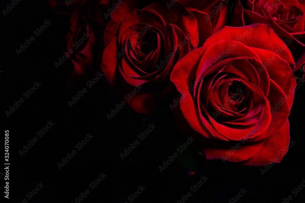 Fototapeta premium red roses close up with black background