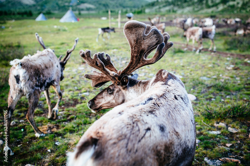 High angle close up of domesticated reindeer grazing near a small rural settlement. photo