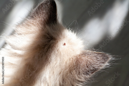 Kitten with ticks. Ticks attached to cat skin. Tick bite.