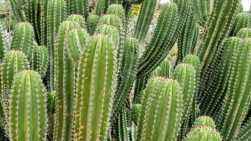 trichocereus  cactus photo