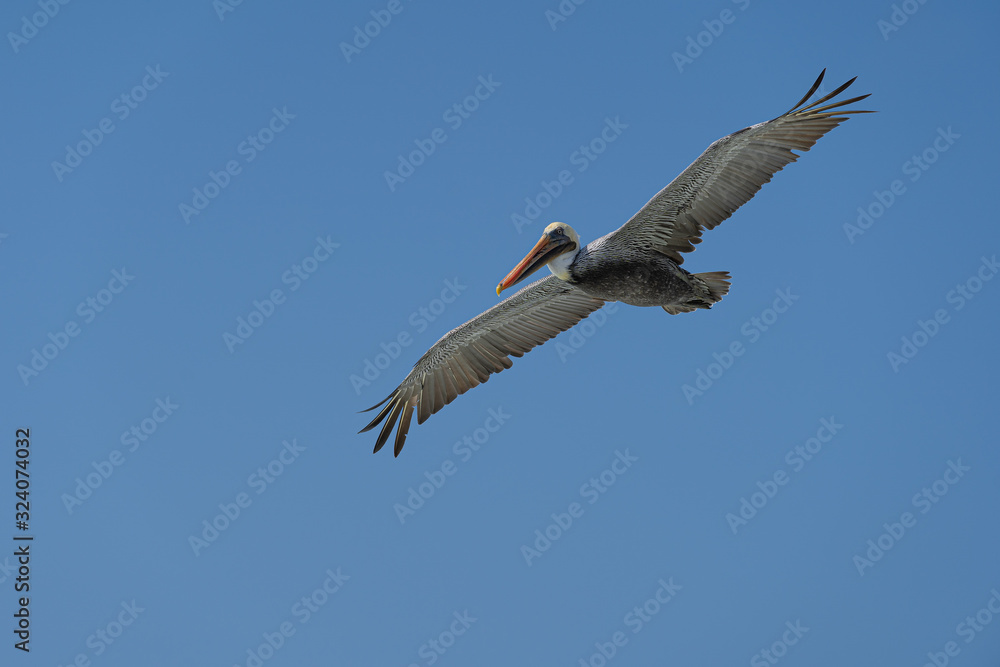 Fototapeta premium pelican flying in the sky