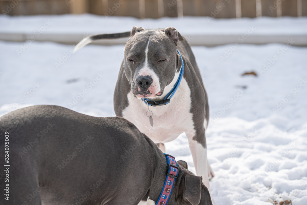 pitbull is sleepy and closes eyes