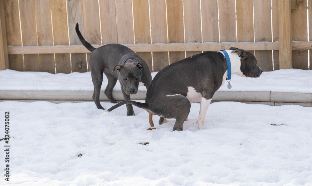 Why Do Dogs Cover Their Poop With Snow