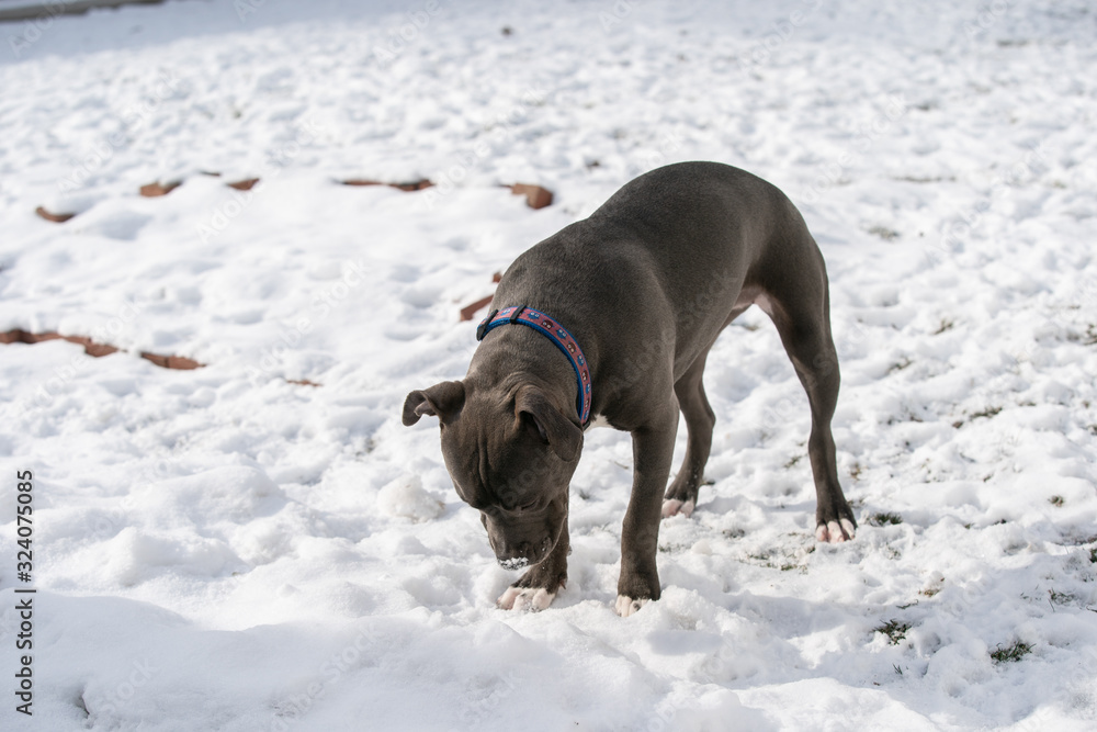 puppy has found something in the snow puppy has found something in the snow