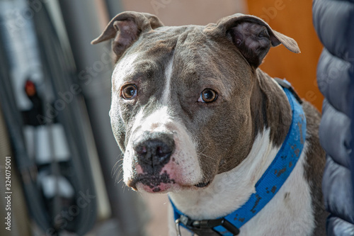 old pitbull is watching you