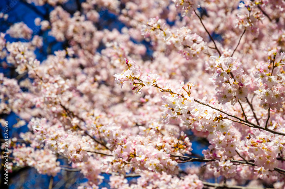 Close up of a cherry tree in full bloom in Central Park, New York, USA Close up of a cherry tree in full bloom in Central Park, New York, USA