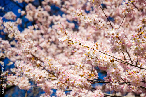 Close up of a cherry tree in full bloom in Central Park  New York  USA