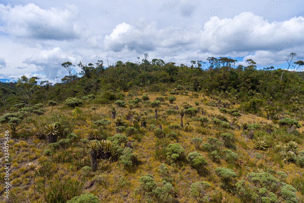 Paramo with Trees and Plants Around with Mountain Views in the Distance in the Protected Natural Area of Belmira, Antioquia / Colombia