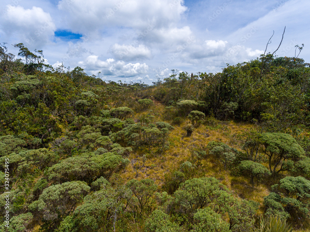 Paramo with Trees and Plants Around with Mountain Views in the Distance in the Protected Natural Area of Belmira, Antioquia / Colombia