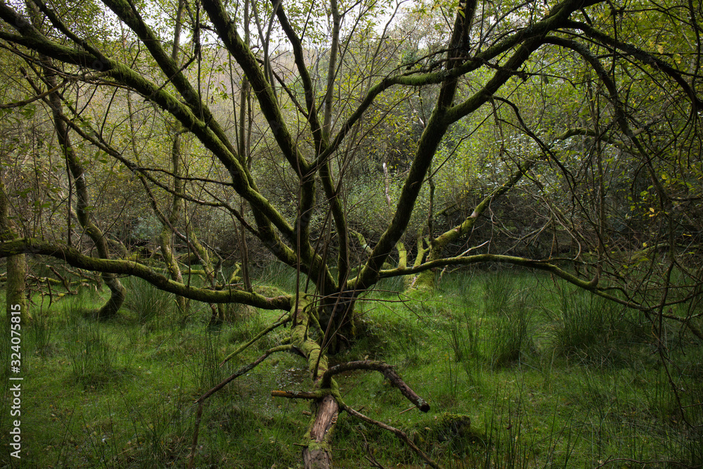 forest forest