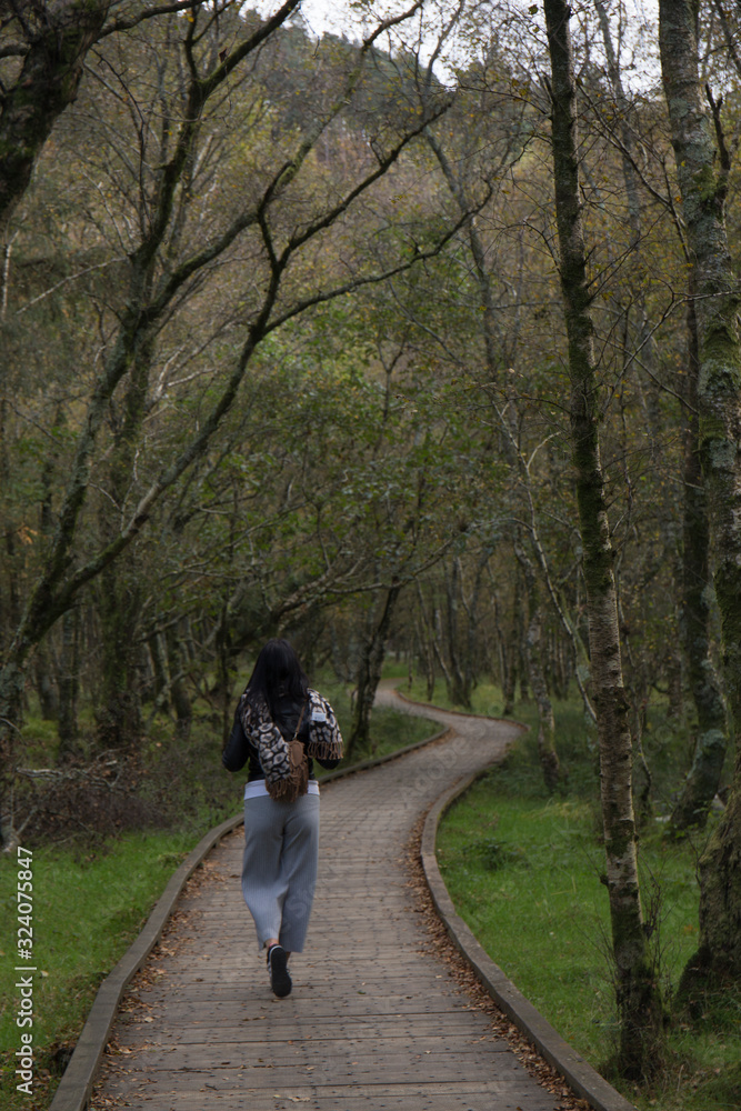 Fototapeta premium walk in the woods