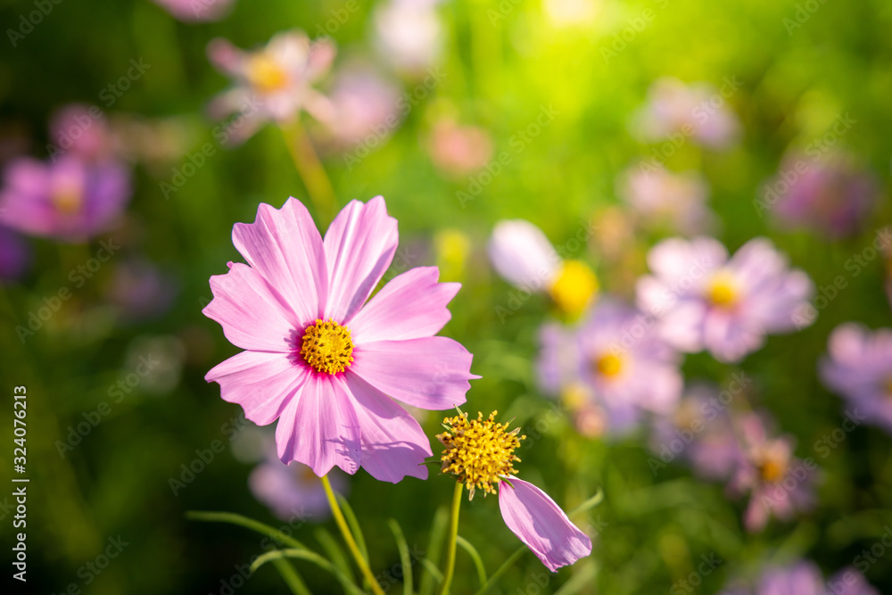 Beautiful Cosmos flowers in garden. Nature background. Beautiful Cosmos flowers in garden. Nature background.