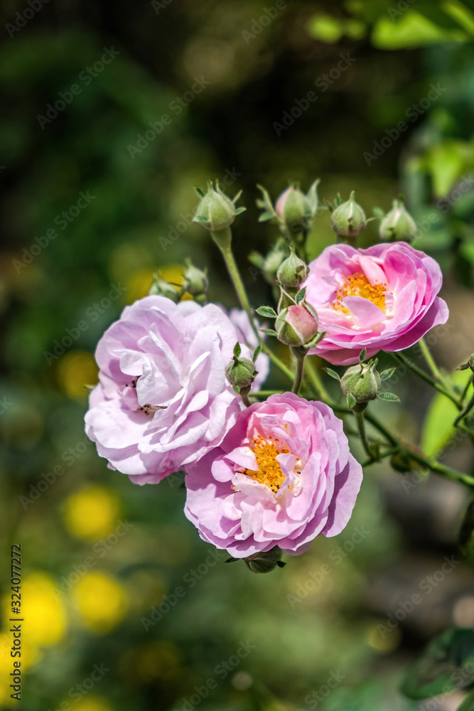 Texas roses blooming in springtme Texas roses blooming in springtme