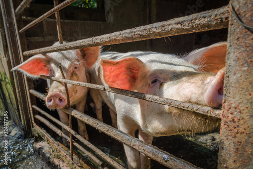 two pigs in a stable