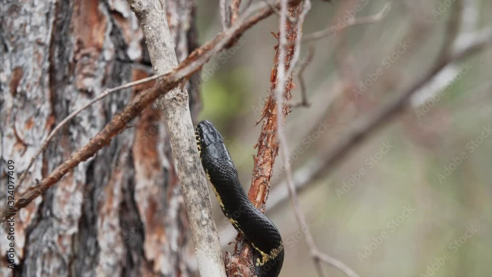 Black and yellow snake, Amur Coluber is sliding up on the tree branch. Russian forest Black and yellow snake, Amur Coluber is sliding up on the tree branch. Russian forest