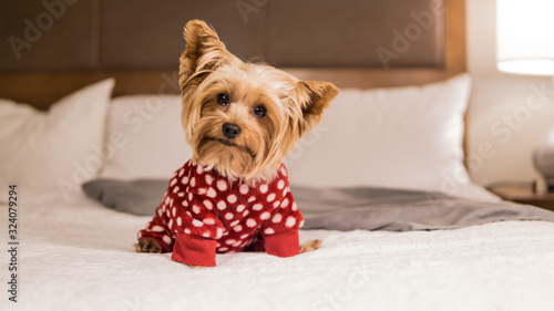 Brown dog wearing red sweater sitting on a bed