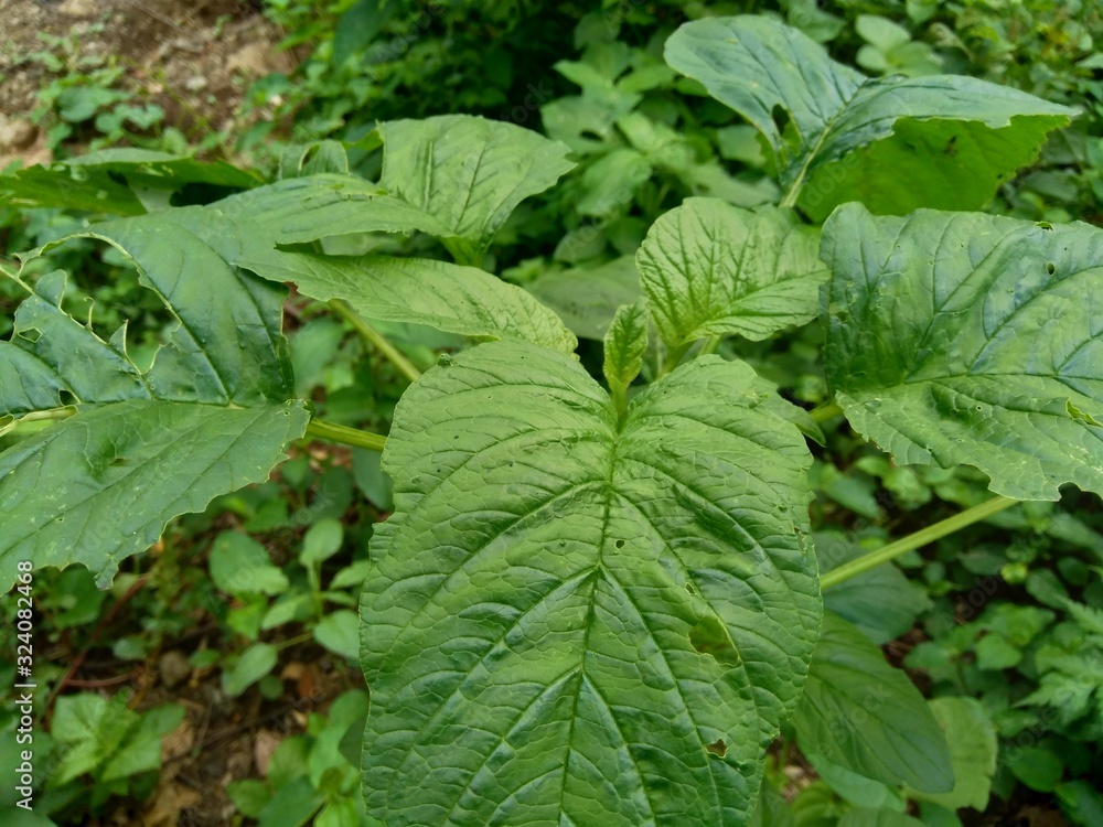 Green spinach (Amaranthus spp.) in the nature background Green spinach (Amaranthus spp.) in the nature background