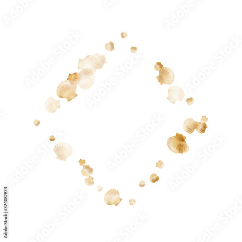 Oceanic scallop bivalve pearl shells gold mollusks
