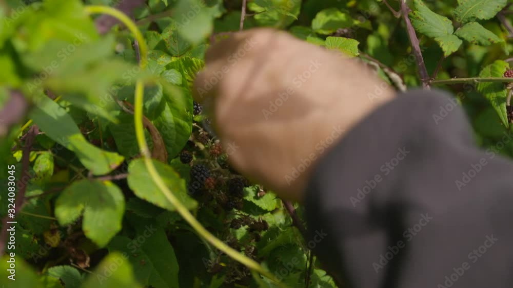 Close up of a man's hand picking blackberries from a blackberry bush Close up of a man's hand picking blackberries from a blackberry bush