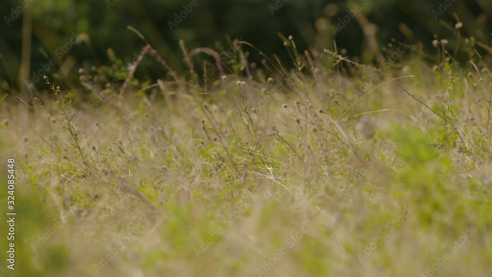 Low angle close up of golden grass in a field Low angle close up of golden grass in a field