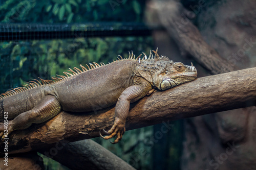 Iguana descansando en un arbol
