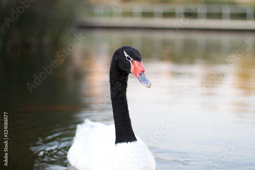 Cisne de cuello negro en lago © Cristian