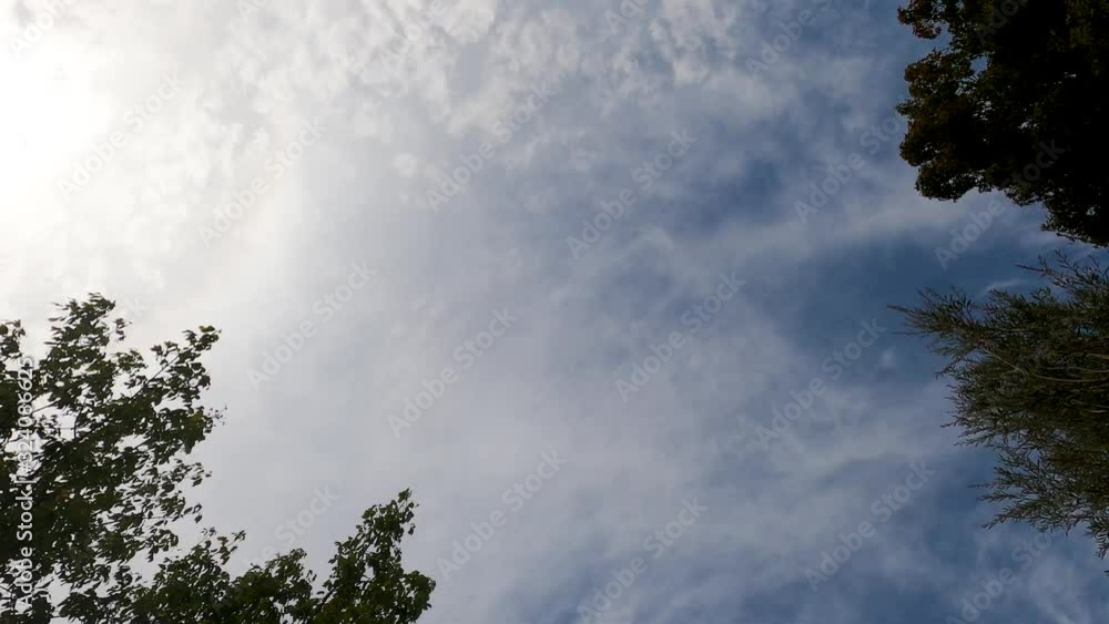 timelapse of blue sky with clouds passing by with birds flying around and tree branches moving in the wind,