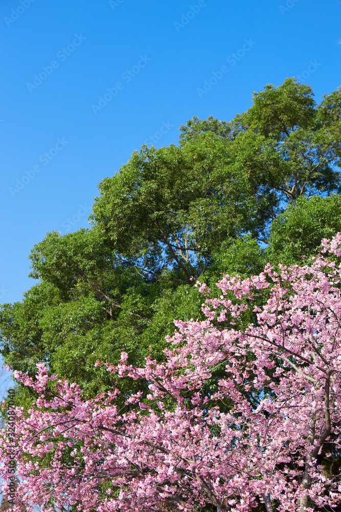Obraz premium 早春の河津桜