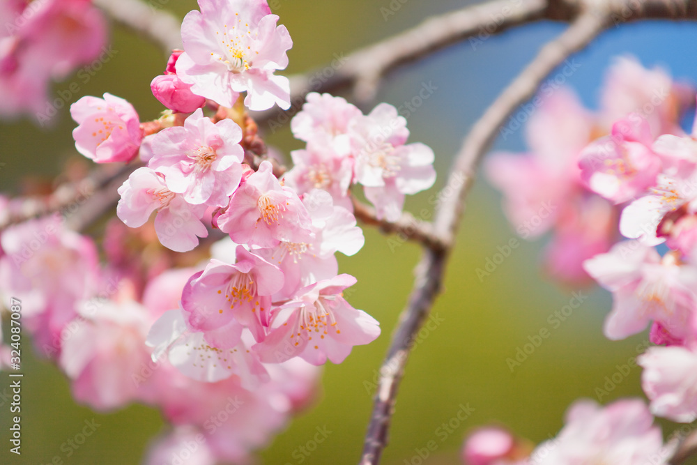 早春の河津桜