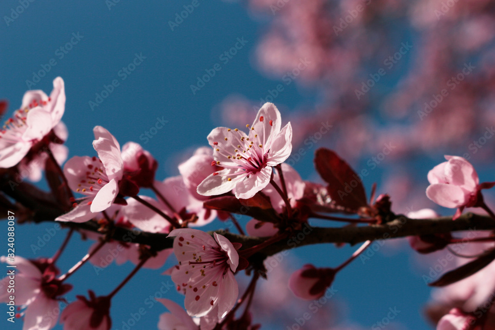 spring flowers of japaneese cherries, closeup spring flowers of japaneese cherries, closeup