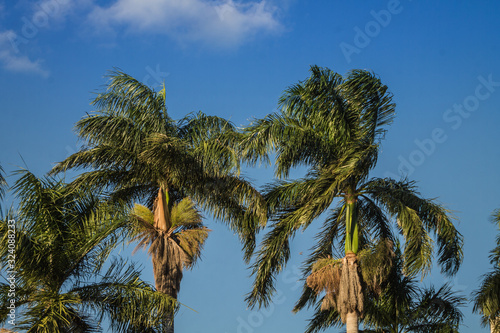 Palm trees and the sky - S  o Jos   do Rio Preto - S  o Paulo - Brazil