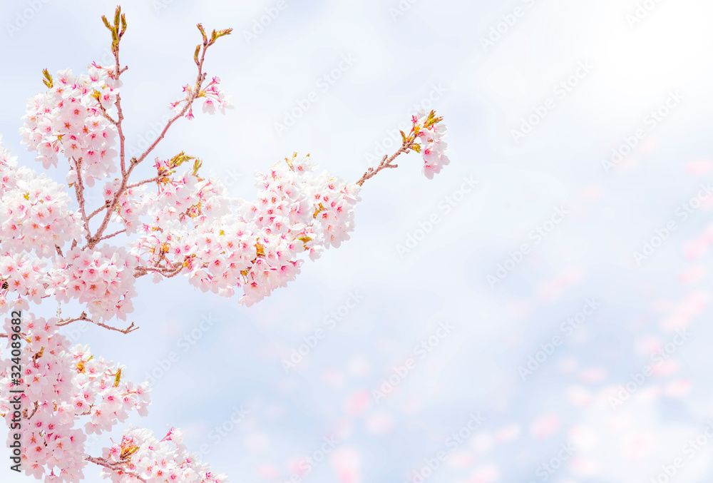 Cherry Blossoms 1645 Cherry Blossoms 1645