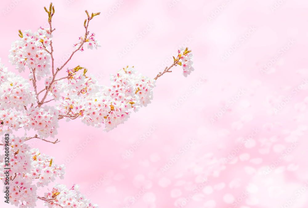 Cherry Blossoms 1645
