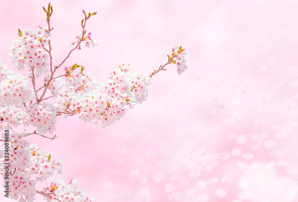 Cherry Blossoms 1645 Cherry Blossoms 1645