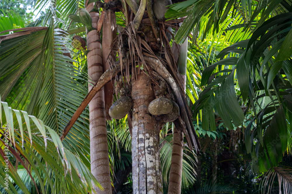 Fototapeta Coco del Mare palm tree in Seychelles Mahe Island