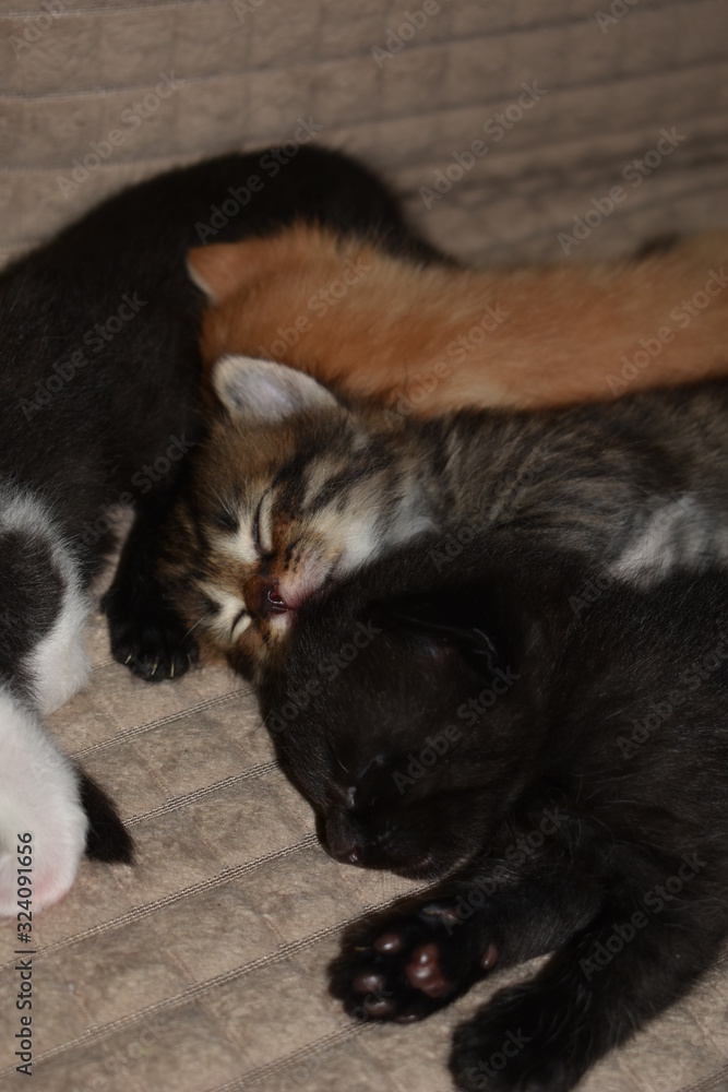 Naklejka little kittens sleep together