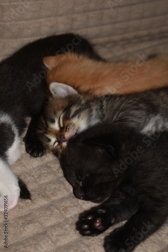 little kittens sleep together