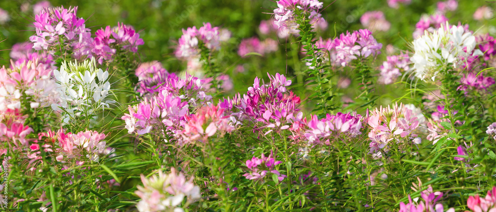 Fototapeta premium natural background of beautiful spider flaower garden
