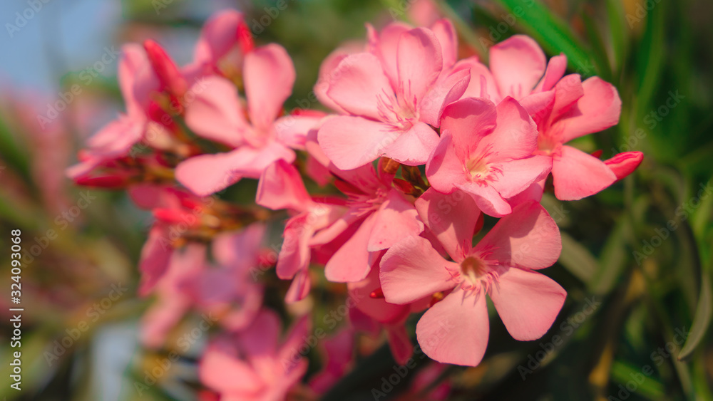 natural flowers background of pink sweet bay oleander flowers natural flowers background of pink sweet bay oleander flowers